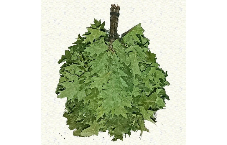 Веник из канадского дуба